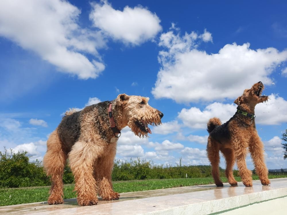 Sherlock and Mrs Hudson, resident Airedale terriers, by the pool
